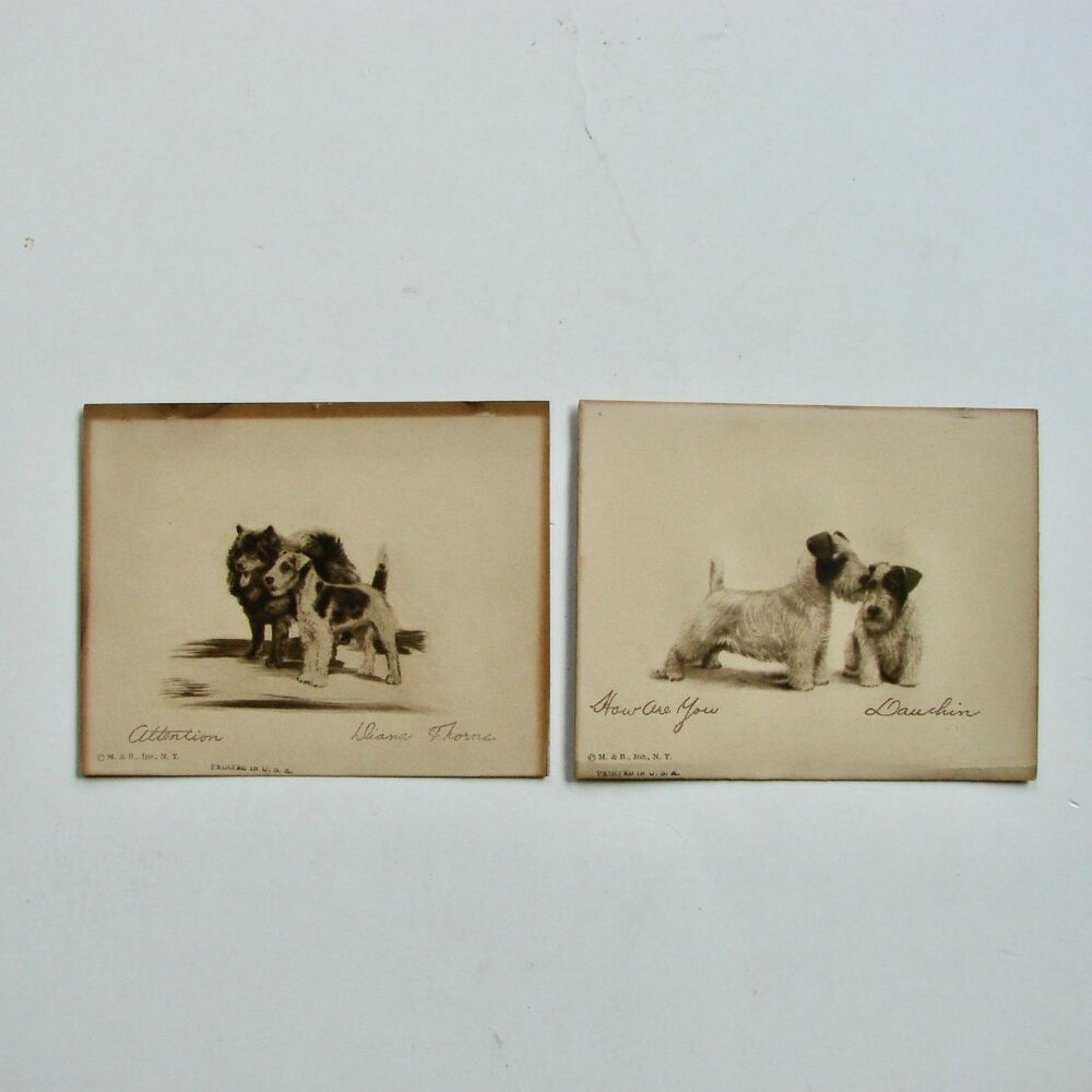 Vintage Antique Dog Art Etching Prints Terriers Chow Samoyed New York 5" x 4"